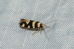 Placocosma anthopetala