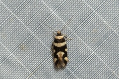 Placocosma anthopetala