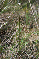 Valeriana uliginosa