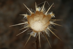 Centaurea raphanina