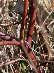 Arctostaphylos hookeri