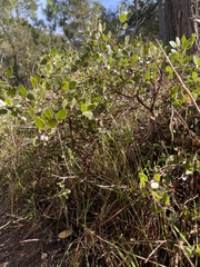 Arctostaphylos hookeri