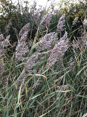 Phragmites australis