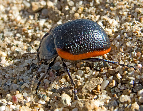 Leaf beetle