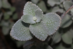 Marrubieae
