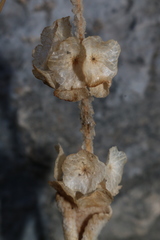 Marrubieae