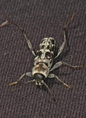 Xylotrechus albonotatus
