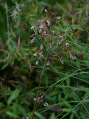 Desmodium paniculatum paniculatum