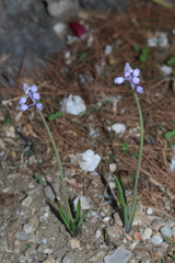 Muscari parviflorum