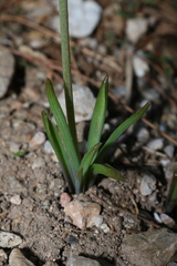 Muscari parviflorum