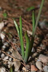 Muscari parviflorum