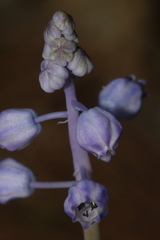 Muscari parviflorum