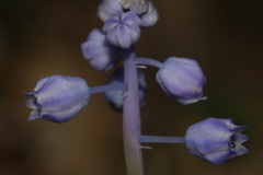 Muscari parviflorum