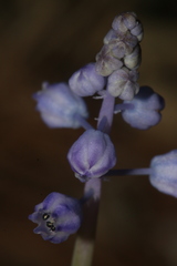 Muscari parviflorum