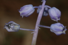 Muscari parviflorum