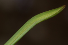 Muscari parviflorum