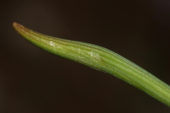 Muscari parviflorum