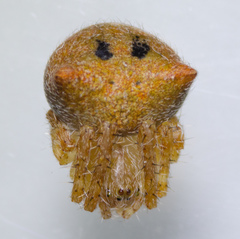 Araneus bispinosus