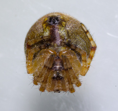Araneus bispinosus