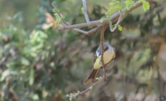 Tyrannus melancholicus × savana