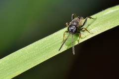 Brachygaster minuta