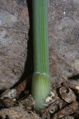 Allium chamaespathum