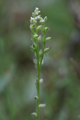 Myosotis verna