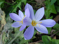 Crocus pulchellus