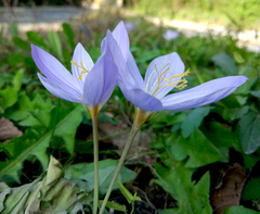 Crocus pulchellus