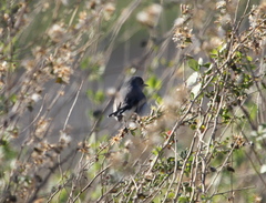 Polioptila californica
