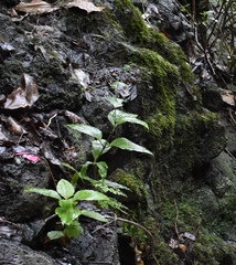 Schiedea membranacea