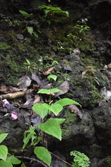 Schiedea membranacea