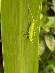 Phlugis ocraceovittata