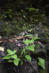 Schiedea membranacea