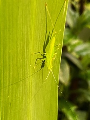 Phlugis ocraceovittata