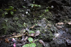 Schiedea membranacea