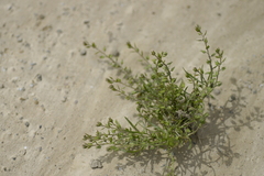 Lepidium acutidens