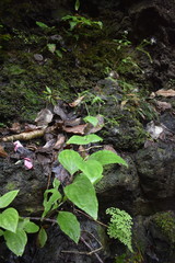 Schiedea membranacea