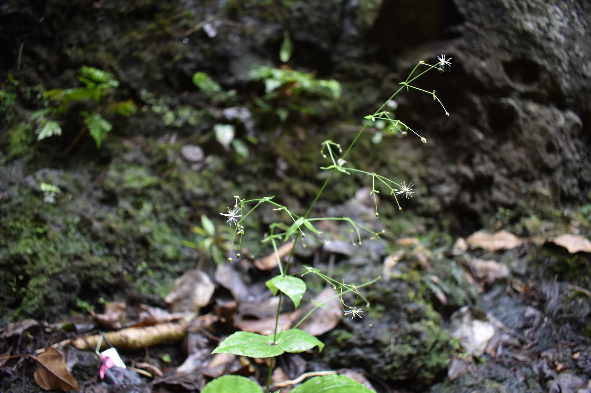 Schiedea membranacea