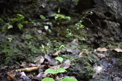 Schiedea membranacea