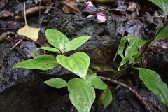 Schiedea membranacea