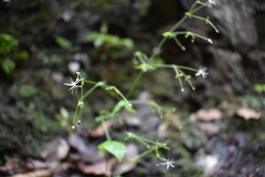 Schiedea membranacea