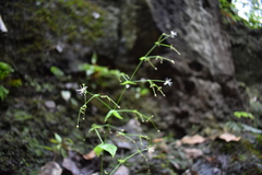 Schiedea membranacea