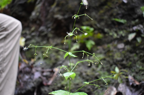 Schiedea membranacea