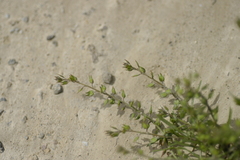 Lepidium acutidens