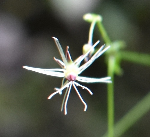 Schiedea membranacea