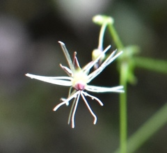 Schiedea membranacea