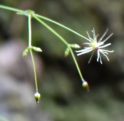 Schiedea membranacea