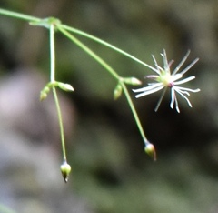 Schiedea membranacea