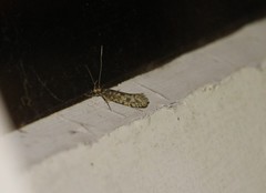 Lindera tessellatella